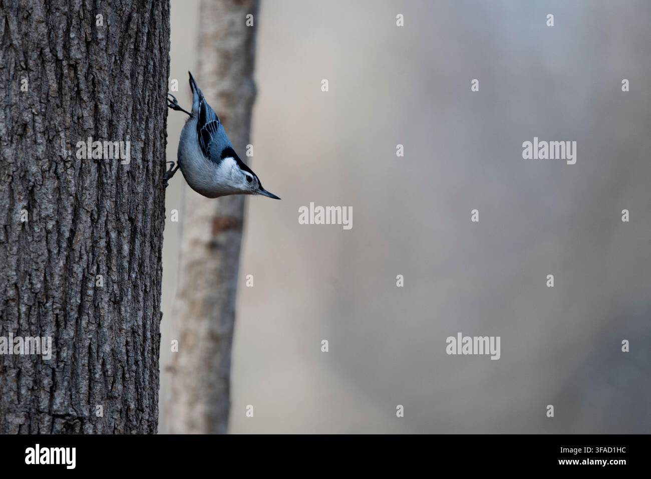 La Mésange à tête blanche (Sitta carolinensis) est une espèce d'oiseau de la famille des sittidés (Sittidae) de l'ordre des passériformes. Banque D'Images