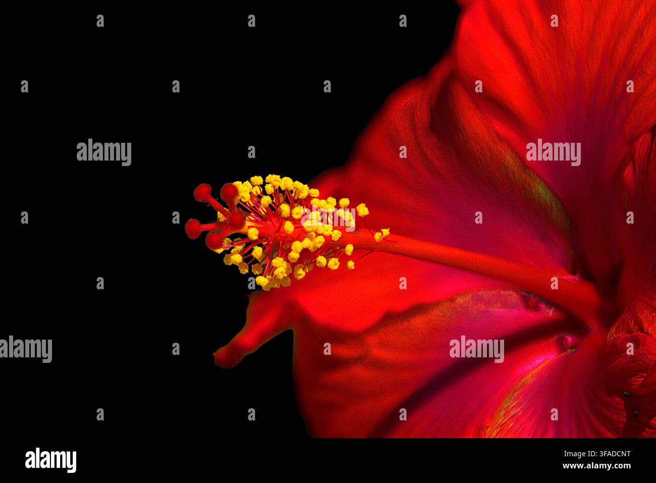 Macro rapprochée d'une fleur d'hibiscus rouge vif montrant des anthères jaunes détaillées sur un fond noir solide Banque D'Images