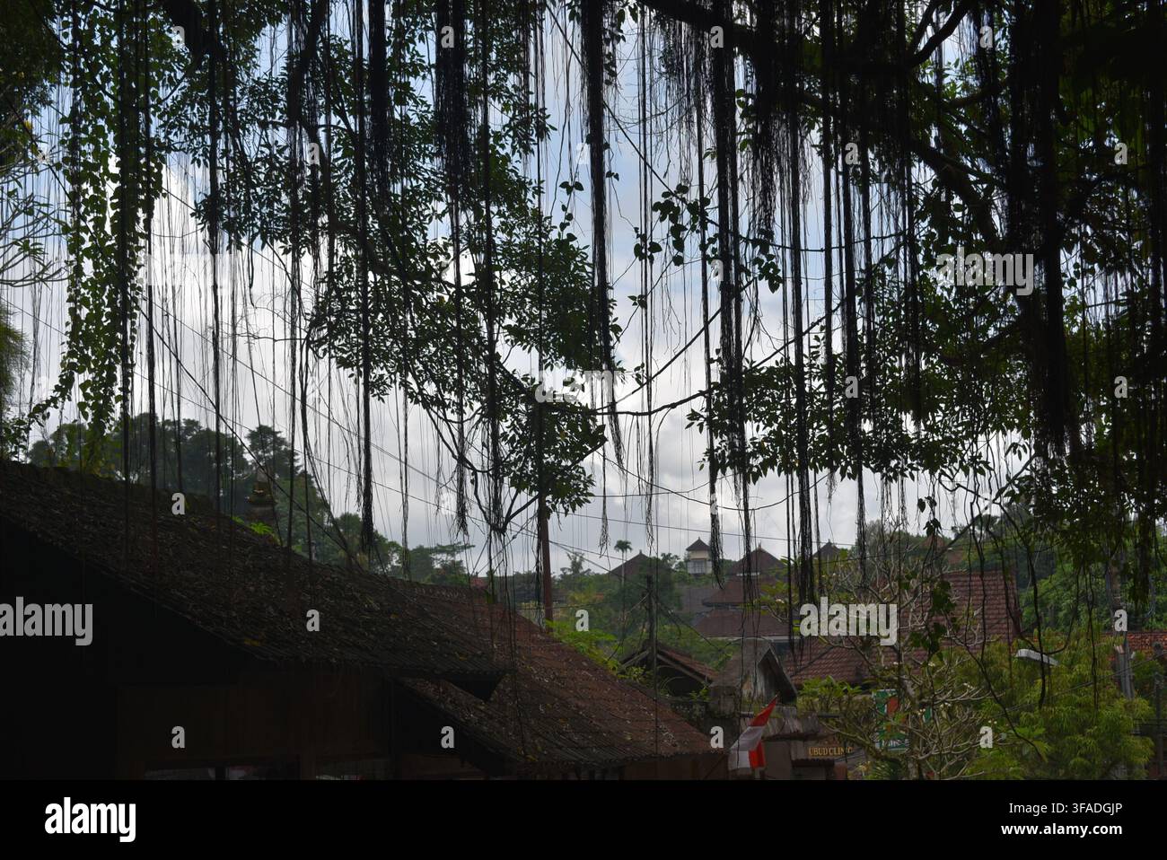 Vue à travers les longues racines pendantes d'un immense banian sur les vieux toits du village et les arbres verts. Bali, Indonésie. Banque D'Images