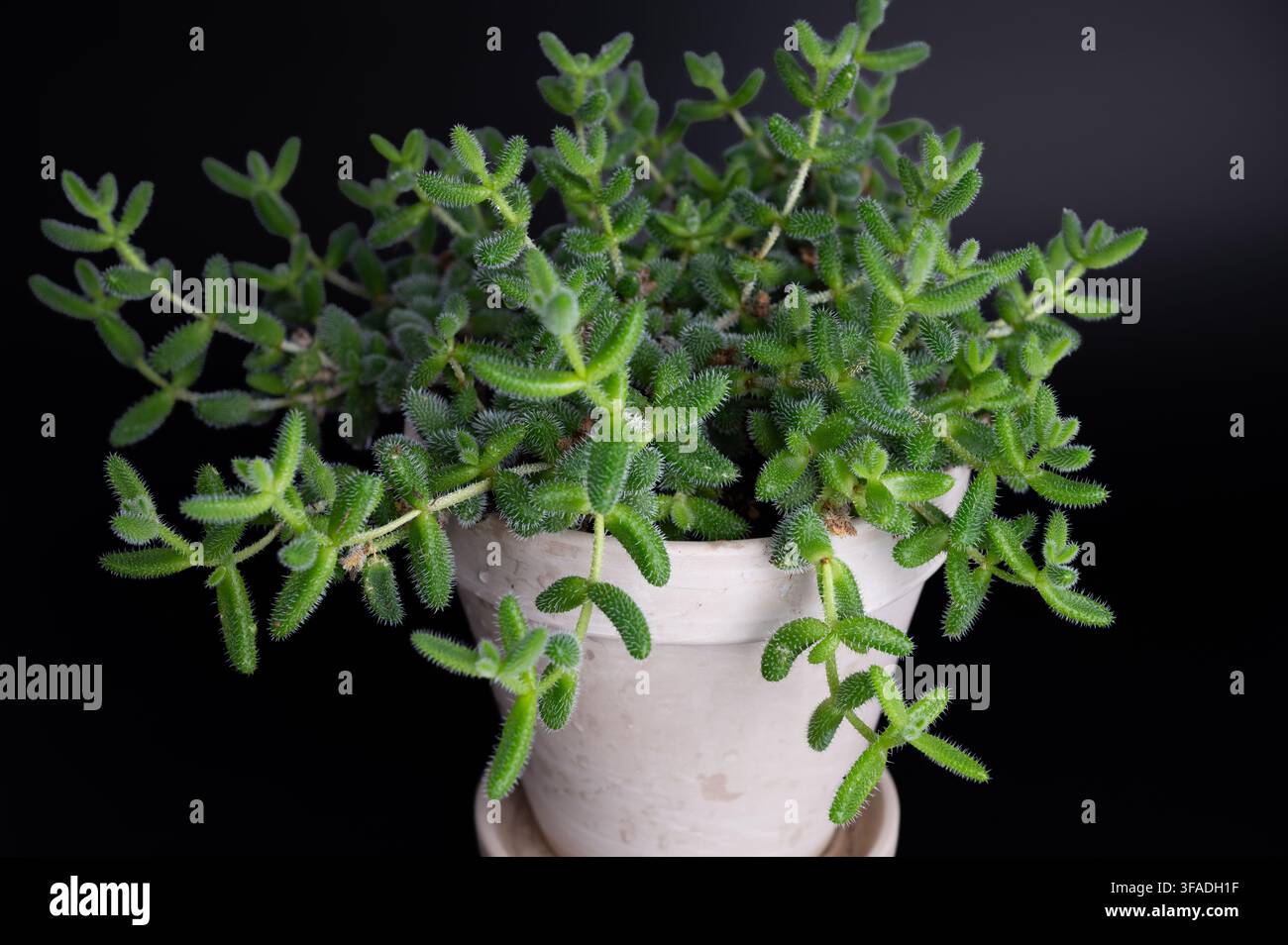 Plante de cornichons avec de larges feuilles vertes poussant dans un pot sur fond noir Banque D'Images