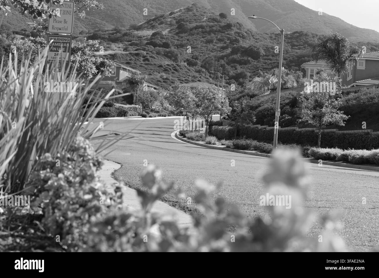 Des fleurs rose vives encadrent une route de montagne sinueuse. La verdure borde le virage sous un ciel ensoleillé. Les montagnes s'élèvent en arrière-plan avec des pentes en terrasses. Ide Banque D'Images