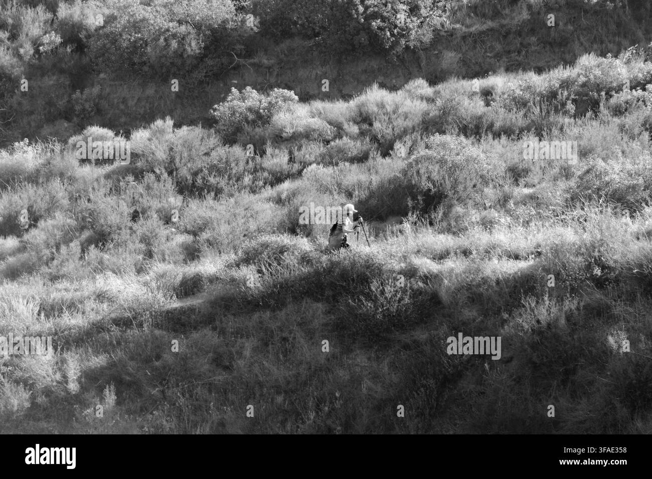 Un randonneur solitaire explore une colline ensoleillée couverte d'herbe sèche et d'arbustes verts. La personne avance prudemment sur un terrain accidenté sous une lumière chaude et dorée. S Banque D'Images