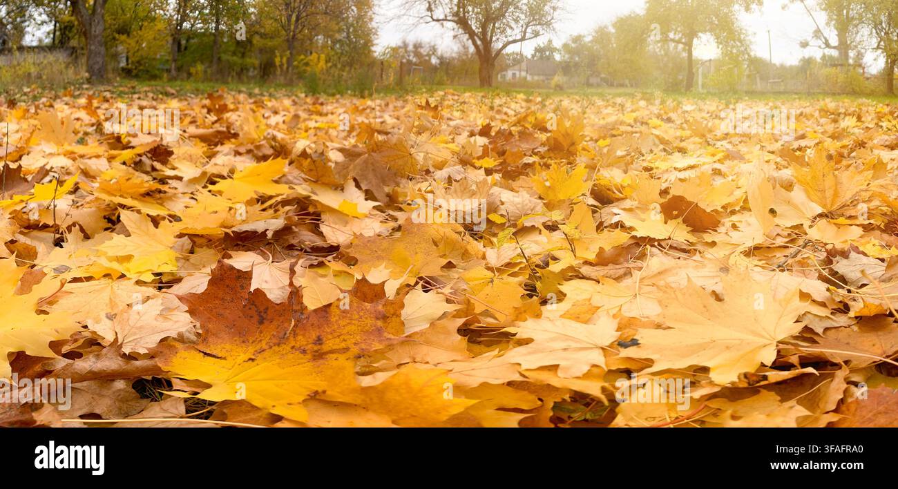 Feuilles d'érable tombées recouvrant le sol automnal Banque D'Images