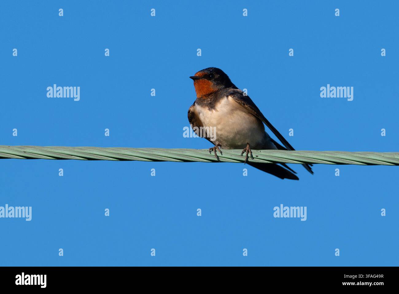 Hirondelle rustique (Hirundo rustica) posée sur un fil. Banque D'Images