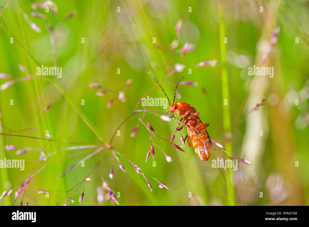 Coccinelle rouge commune, scarabée suceur de sang, scarabée à coup de houblon (Rhagonycha fulva), dans l’herbe tremblante, Allemagne, Rhénanie-du-Nord-Westphalie Banque D'Images