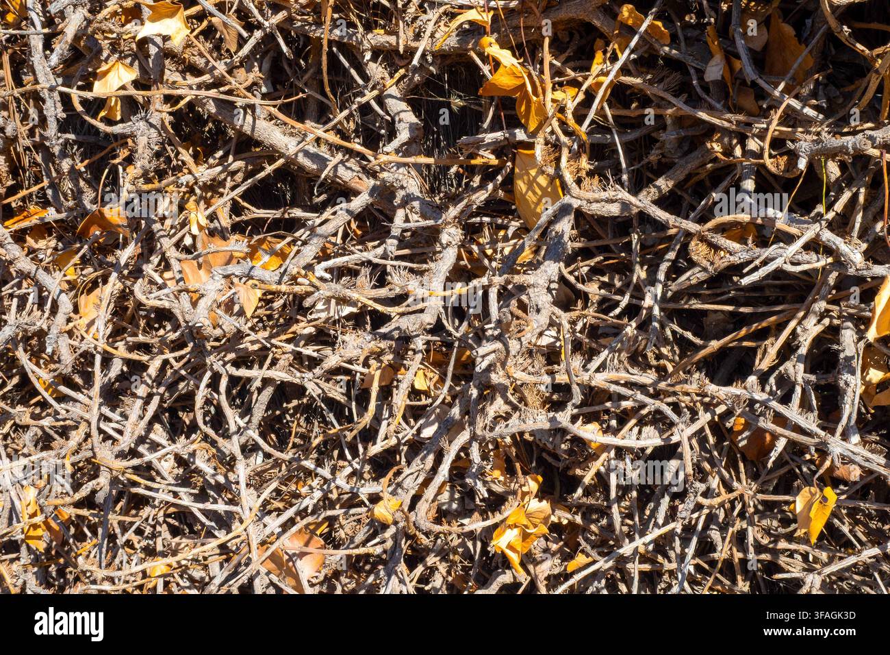 Gros plan texturé en cadre complet de lierre séché et mort et de branches ligneuses brunes entrelacées avec de rares feuilles jaunes fanées sous une lumière solaire vive Banque D'Images