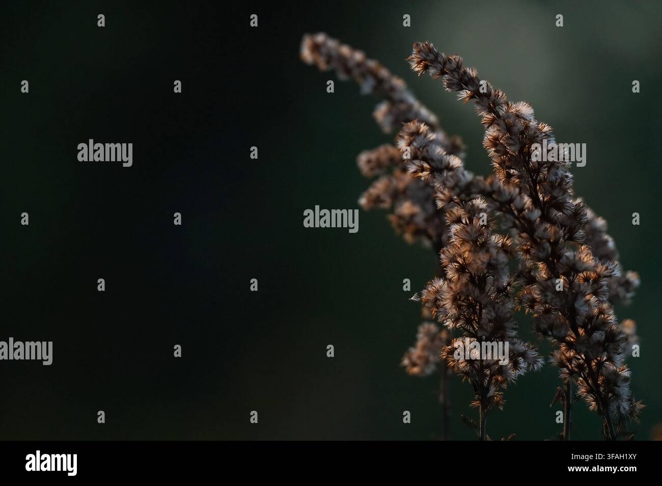 Grossissement d'une plante de Solidage sèche. Photo macro des têtes florales de Solidago séchées avec un fond sombre et atmosphérique. Banque D'Images