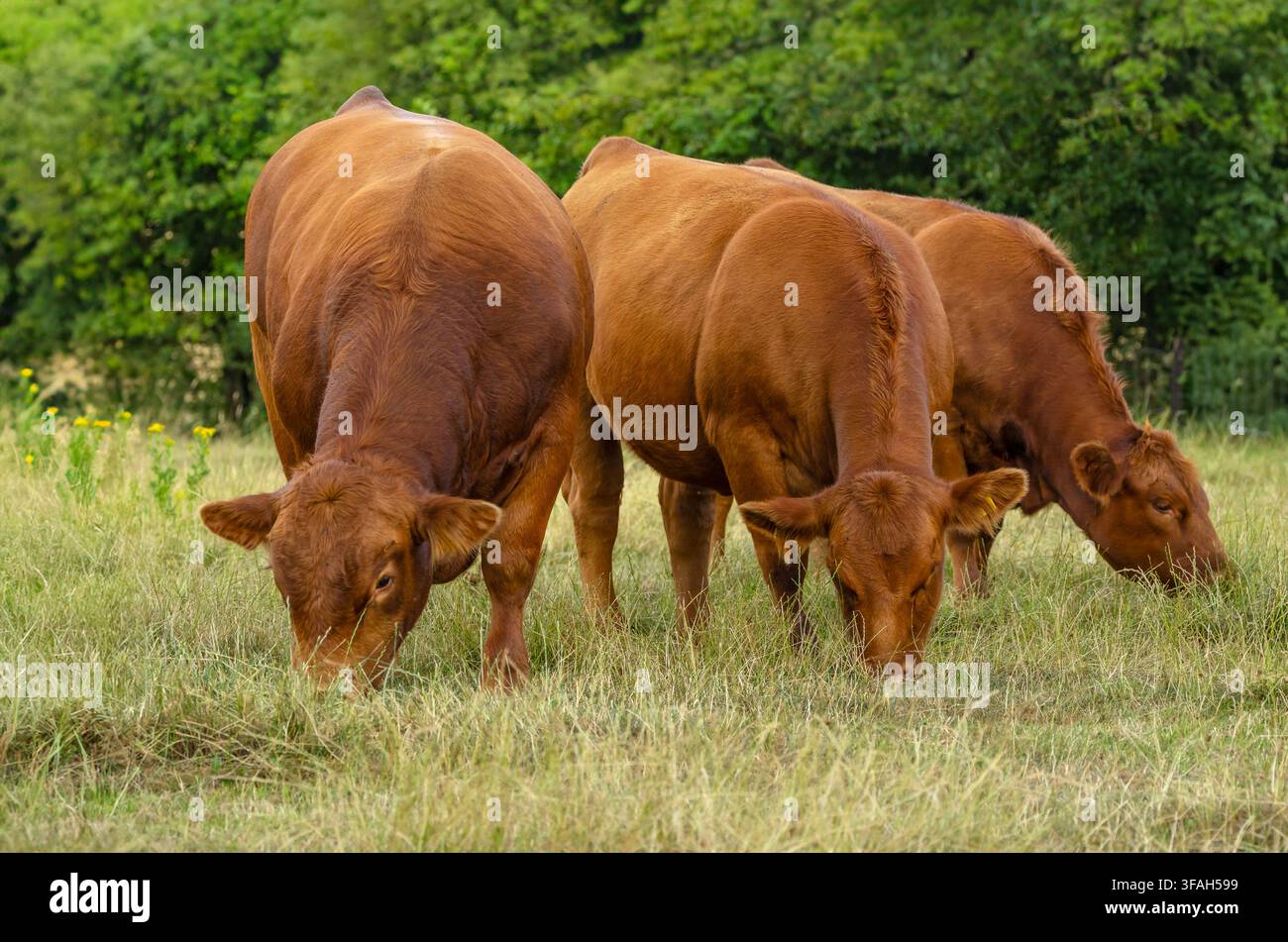 Grand taureau Limousin avec deux vaches, peut-être des vaches stabilisatrices, paissant sur un pâturage dans l'Est du Yorkshire, Royaume-Uni. Les trois avec la tête baissée et regardant vers l'avant Banque D'Images