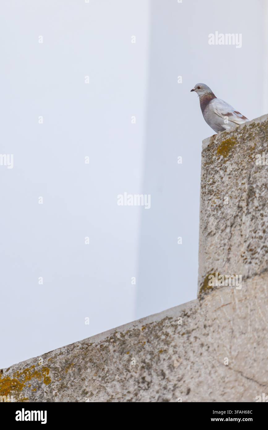 Pigeon perché sur la corniche d'un bâtiment avant de s'envoler Banque D'Images