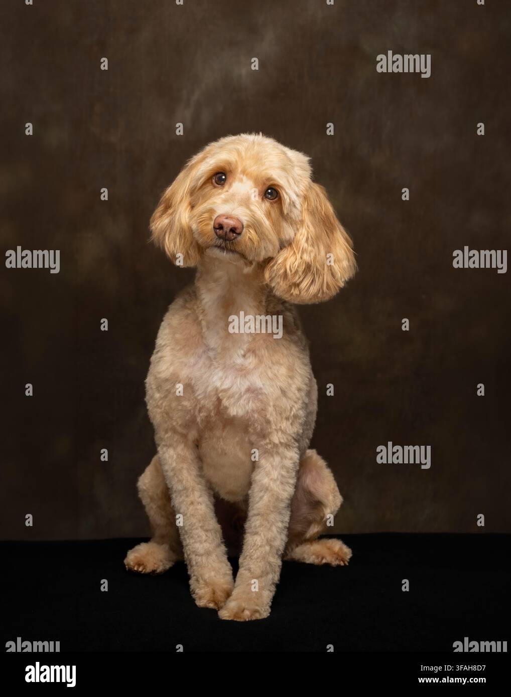 Chien Cockapoo crème fraîchement toiletté assis et regardant la caméra dans un portrait en studio pris sur un fond brun foncé. Banque D'Images