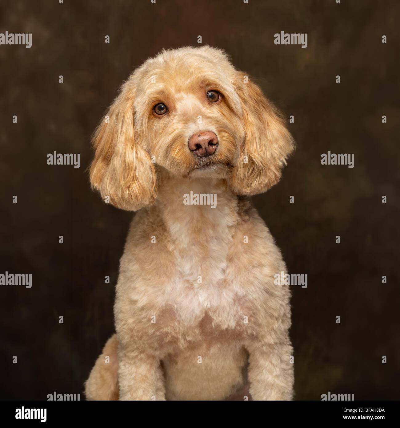Chien Cockapoo crème fraîchement toiletté assis et regardant la caméra dans un portrait en studio pris sur un fond brun foncé. Banque D'Images