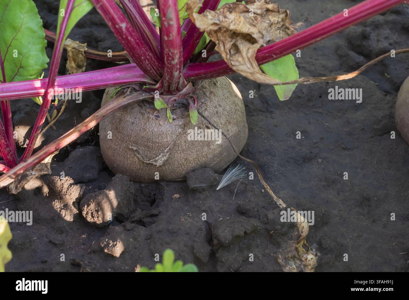 Récolte mature de betteraves poussant dans un sol cultivé avec des tiges rouges et un feuillage vert dense avant la récolte Banque D'Images