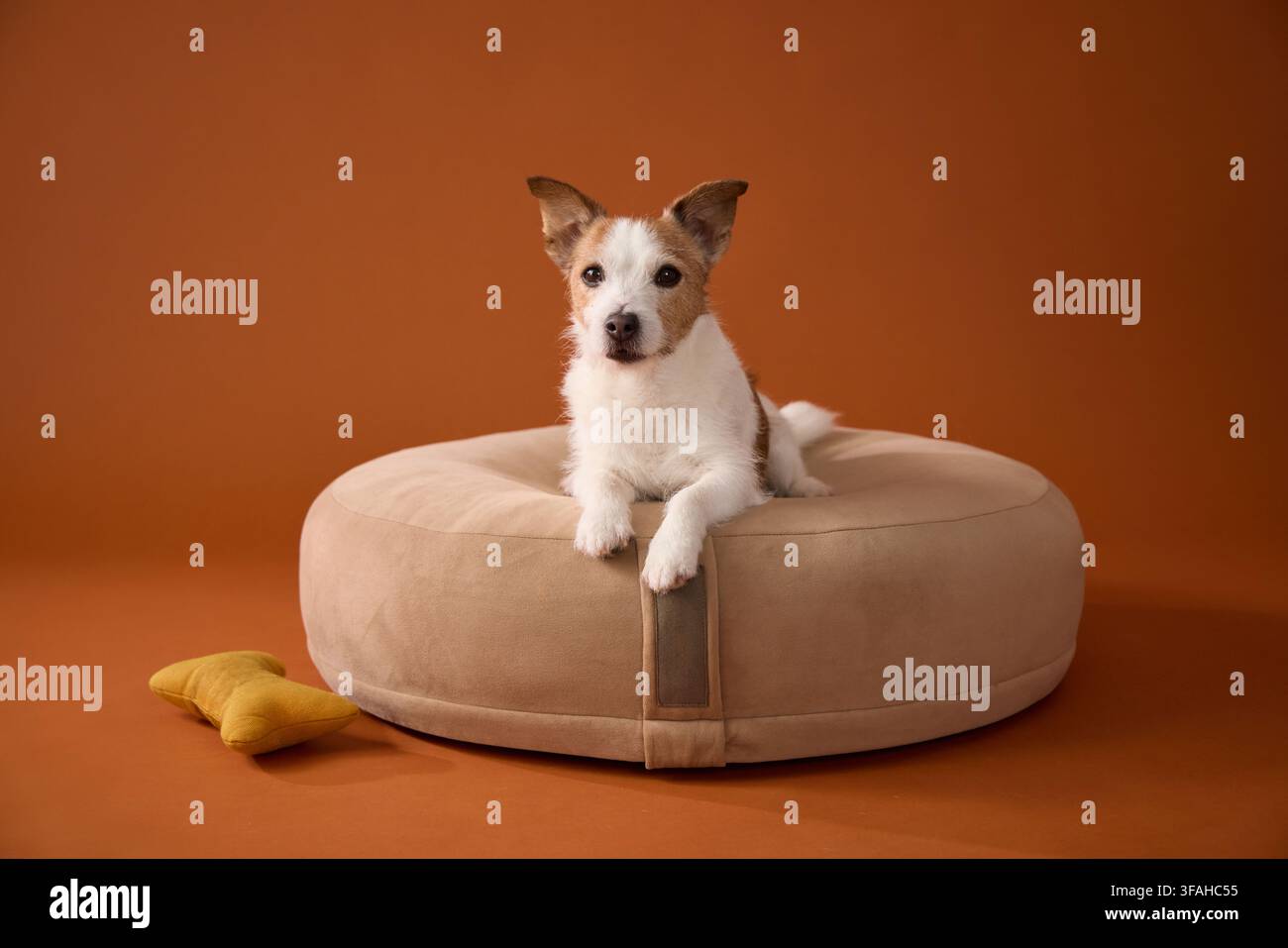 Le chien est assis au centre d'un lit rond beige, regardant attentivement quelque chose hors cadre. Un jouet doux gît à côté. Banque D'Images