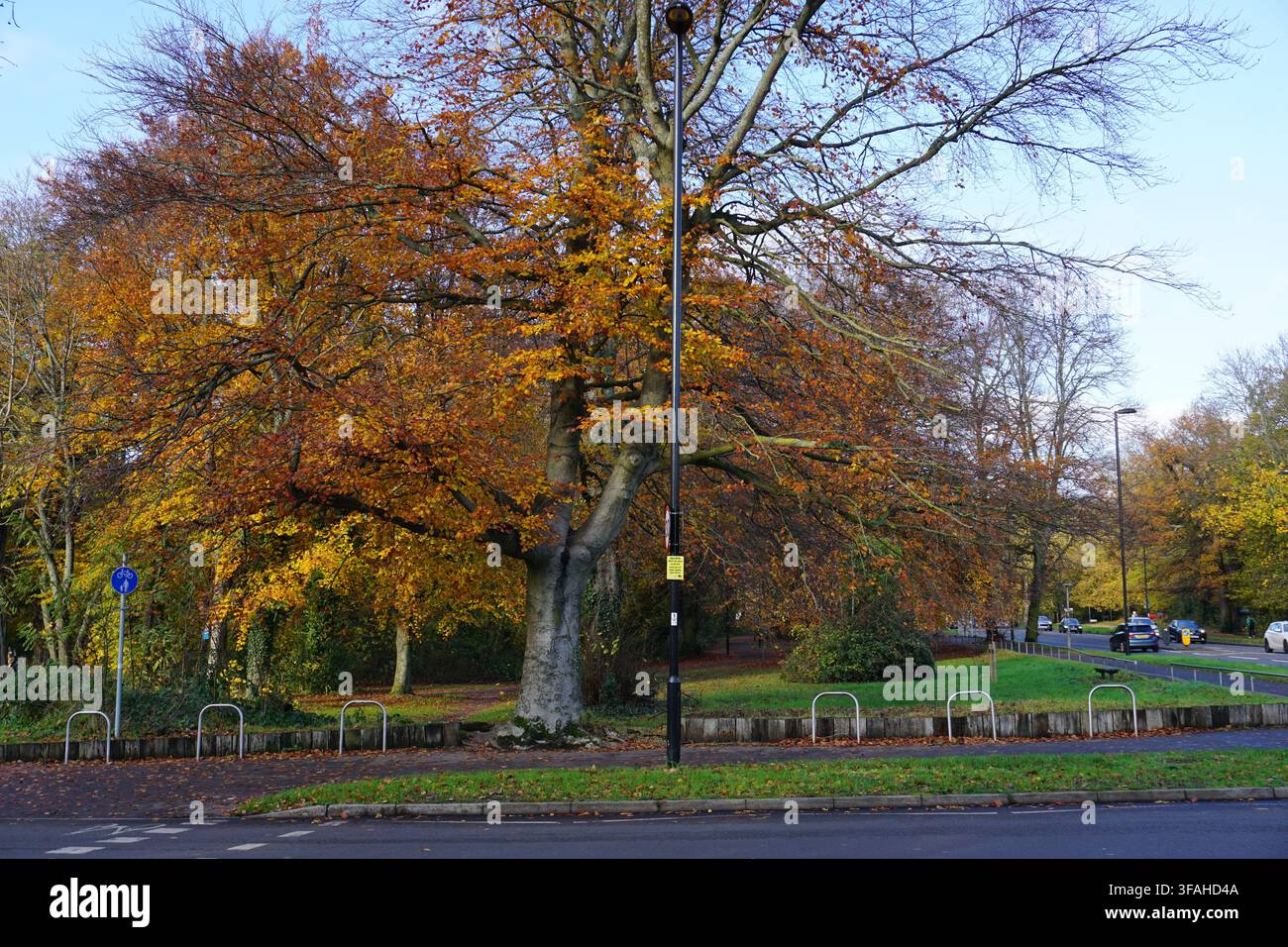Feuilles d’automne sur les arbres à l’extérieur de l’entrée du Southampton Common - Hampshire, Angleterre, 30 novembre 2022 Banque D'Images
