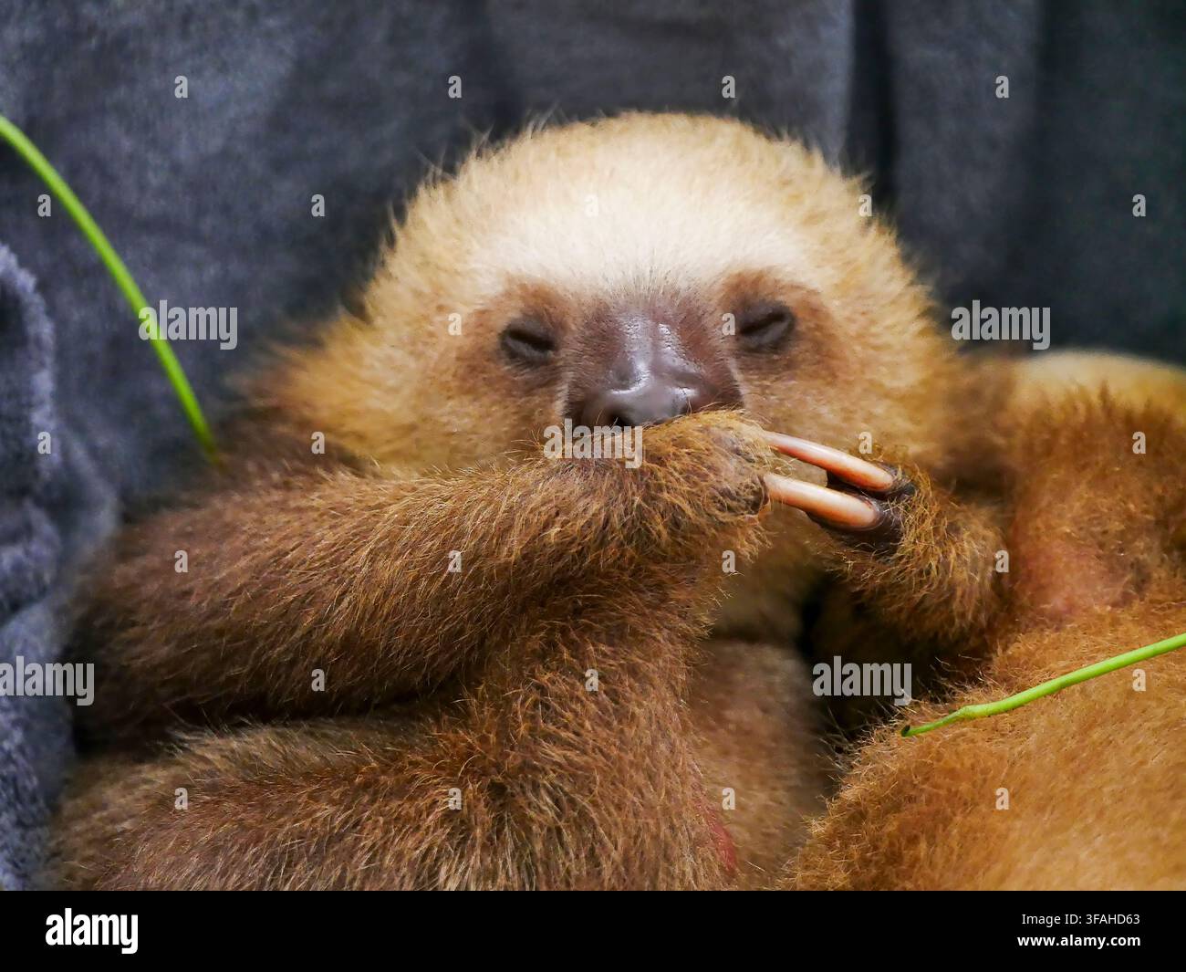 Le visage d’un paresseux à deux doigts de Hoffmann (Choloepus hoffmanni), photographié au Jaguar Rescue Center à Puerto Viejo de Talamanca. Puerto Viejo de Banque D'Images