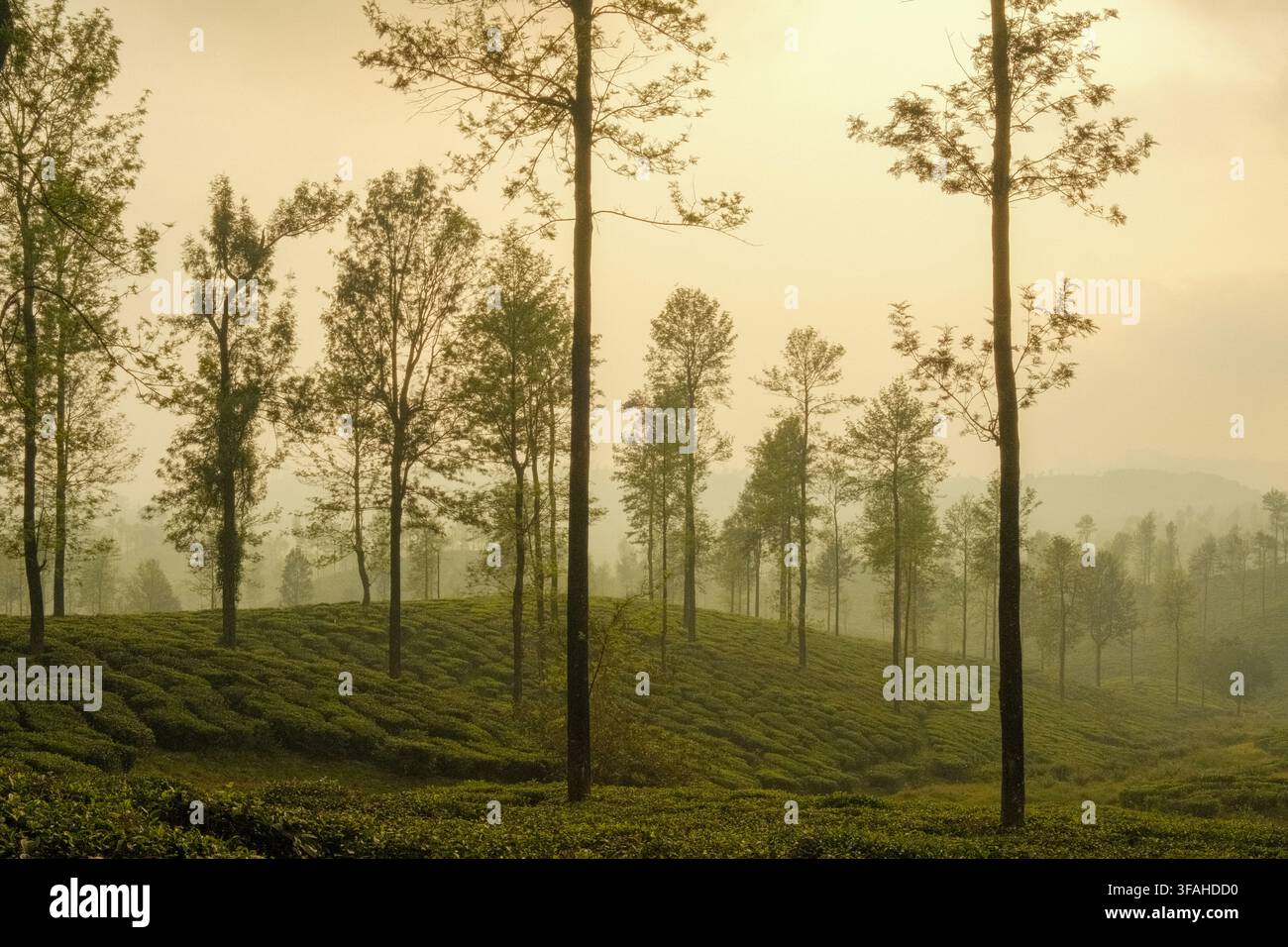 Plantation de thé avec des collines brumeuses pendant l'heure dorée à Valparai, Tamil Nadu, Inde Banque D'Images