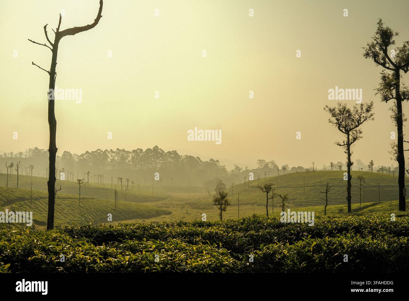 Plantation de thé avec des collines brumeuses pendant l'heure dorée à Valparai, Tamil Nadu, Inde Banque D'Images