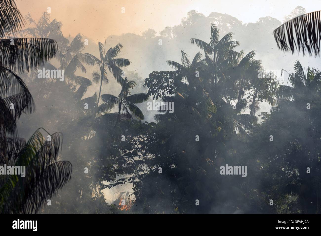 Brûlé dans la forêt amazonienne Banque D'Images