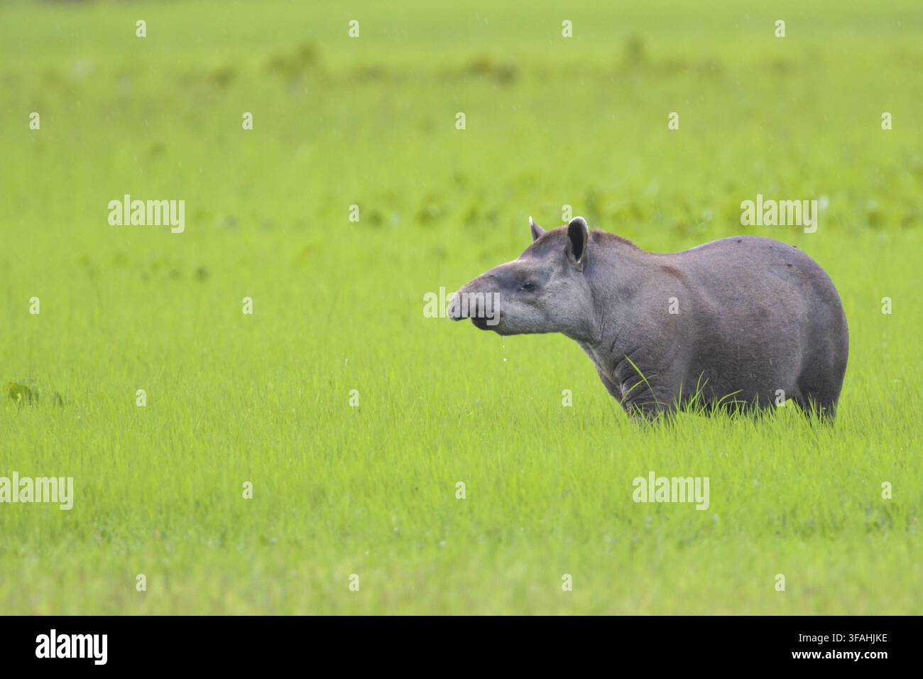 Tapir - également connu sous le nom de tapir, tapir, tapir et tapir Banque D'Images