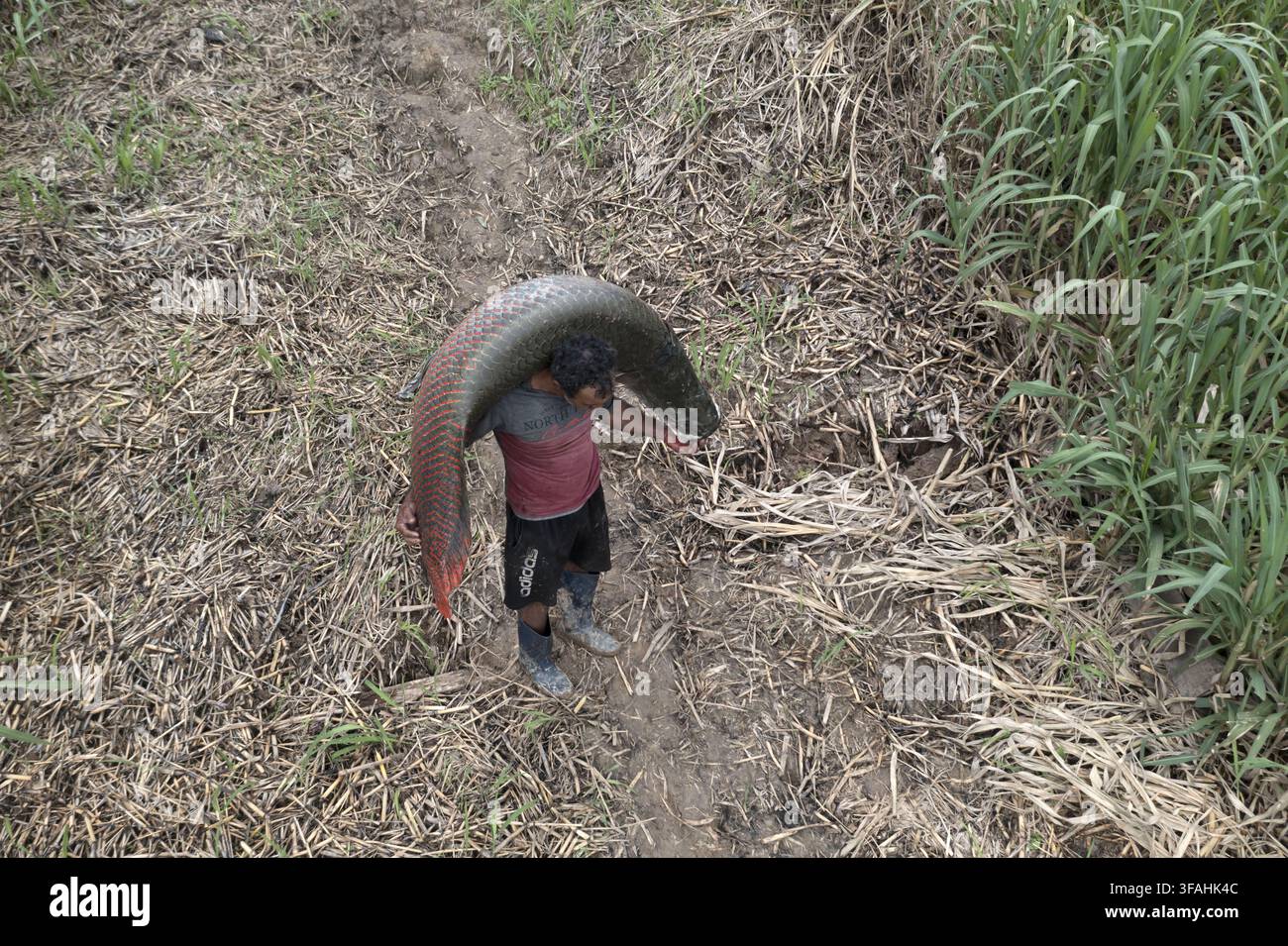 Vue d'une drone d'un pêcheur portant sur son dos un arapaima pêché dans la gestion du lac Mutum Banque D'Images