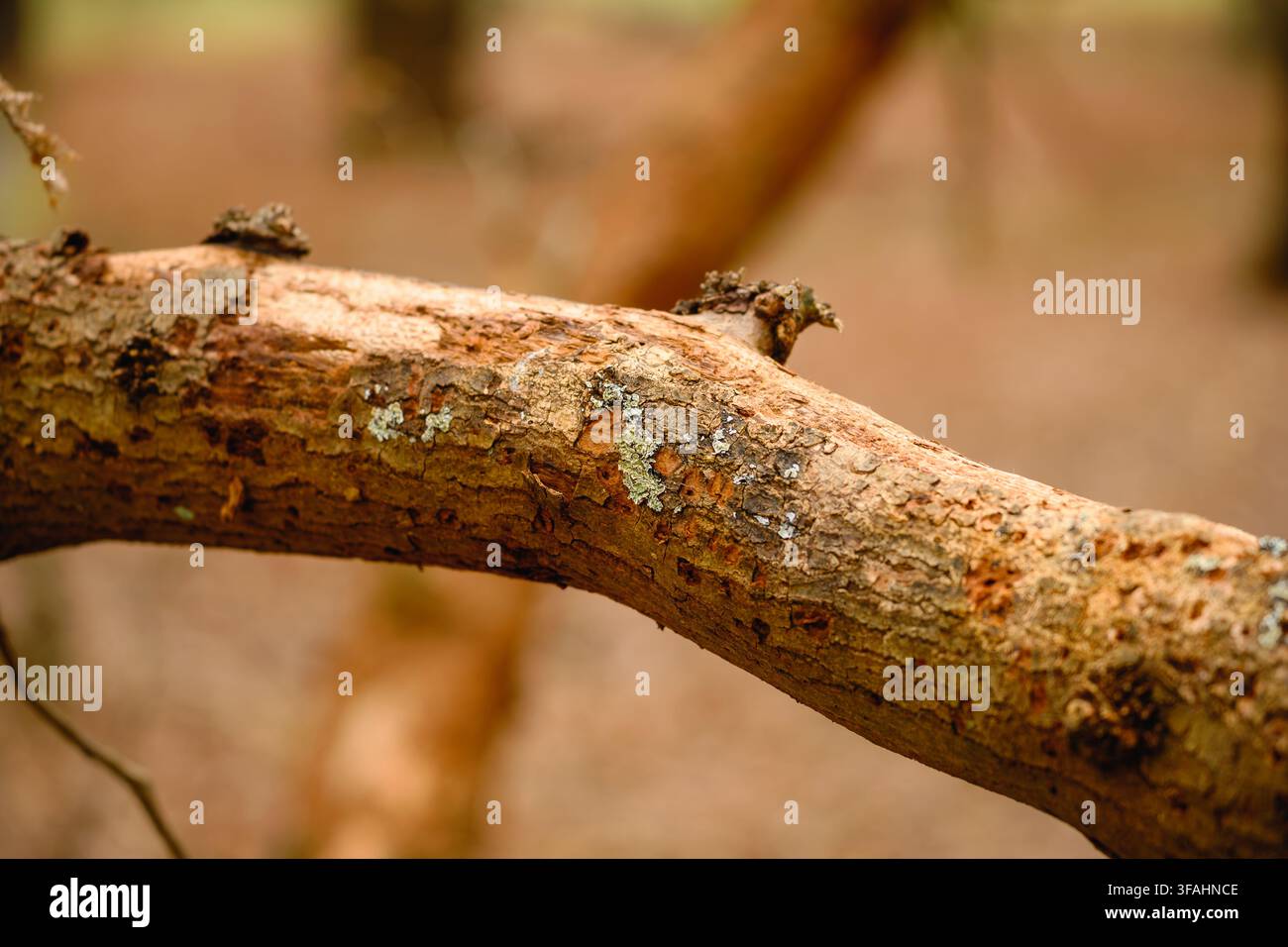 Branche érodée avec écorce texturée, lichen pâle et croissances naturelles dans une forêt hivernale chaude, doucement flou à Richmond Park, Londres. Banque D'Images