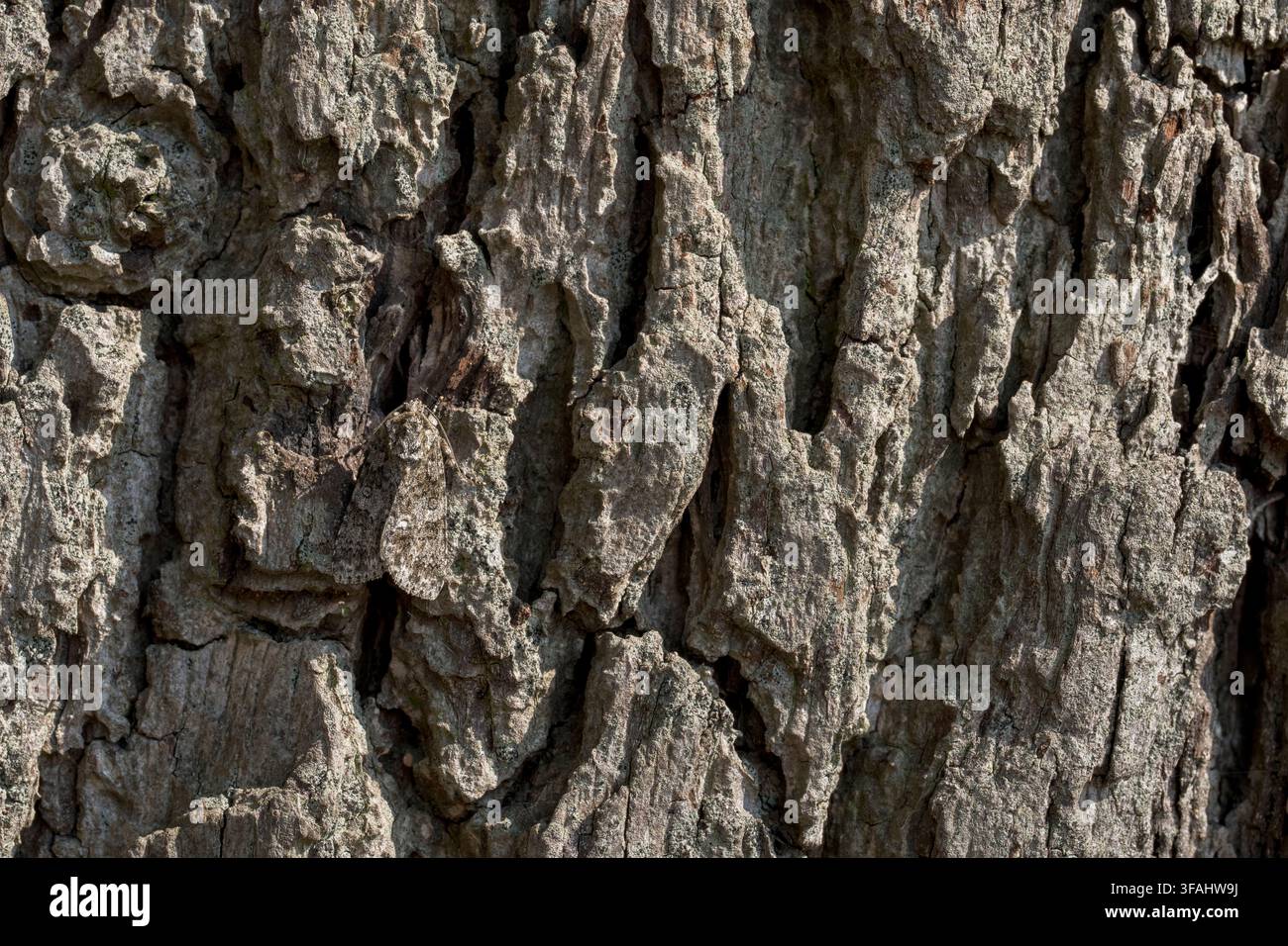 Herbe noueuse Acronicta rumicis, vue d’un papillon imago camouflé contre l’écorce d’un chêne, Nottinghamshire, Royaume-Uni, juillet Banque D'Images