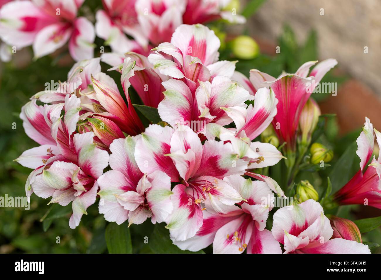 Close up de l'Alstroemeria Theresa lumineuse fleurissant au Royaume-Uni Banque D'Images