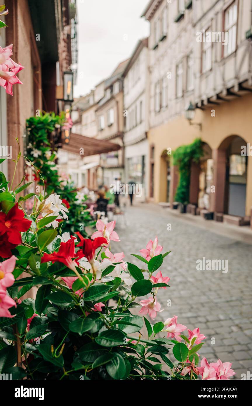 Fleurs colorées à côté d'une rue pavée dans la vieille ville historique de Miltenberg, en Bavière, en Allemagne, avec des bâtiments traditionnels au loin. Banque D'Images