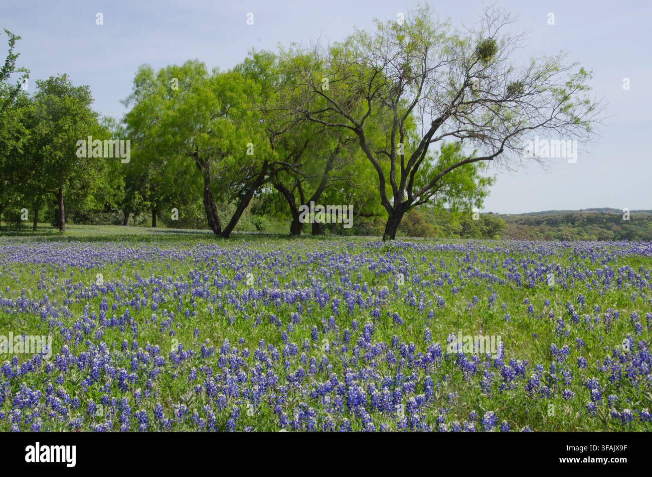Un champ de bluebonnets du Texas donne aux coteaux du centre du Texas une belle teinte bleue et blanche. Banque D'Images