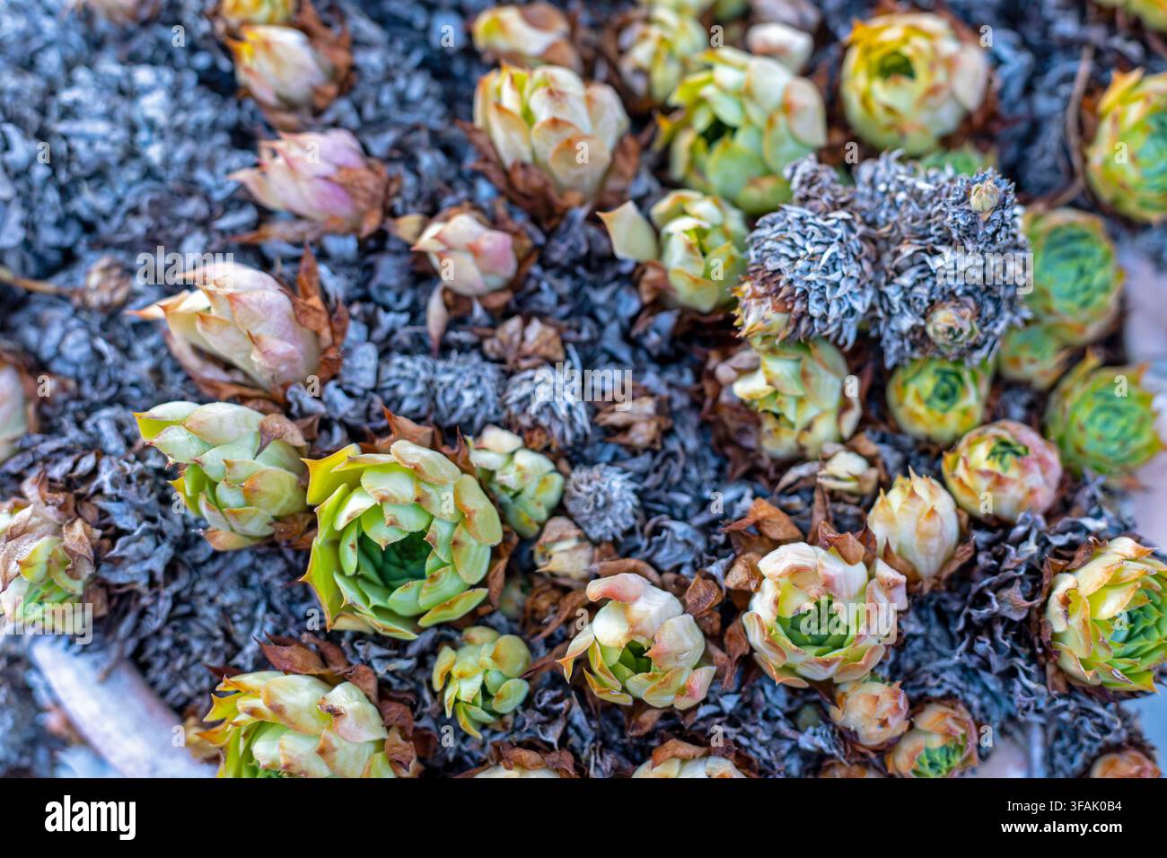 Rosettes de Sempervivum succulents dans un parterre de jardin. Des rosettes vertes de Sempervivum émergent parmi des feuilles succulentes séchées dans un parterre de jardin. Banque D'Images