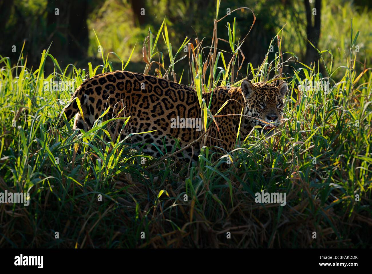 Jaguar Panthera onca se faufilant bas à travers les hautes herbes à l'heure dorée, silhouette dramatique éclairée par derrière, posture de chasse du prédateur apex, le plus grand félin d'Amérique Banque D'Images