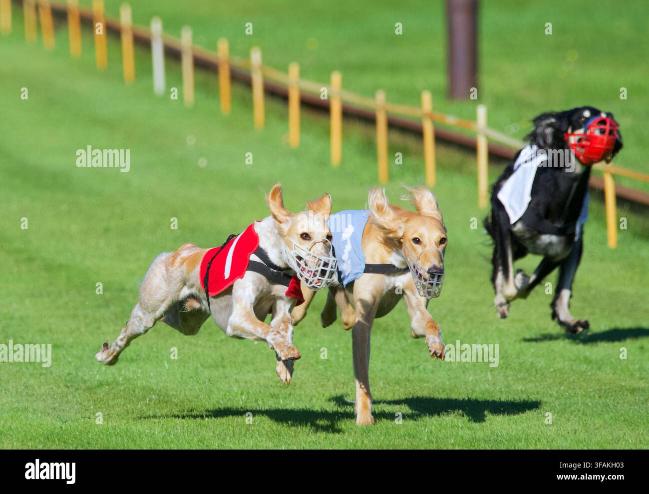 3 Saluki courant sur une piste de course en Belgique. Banque D'Images