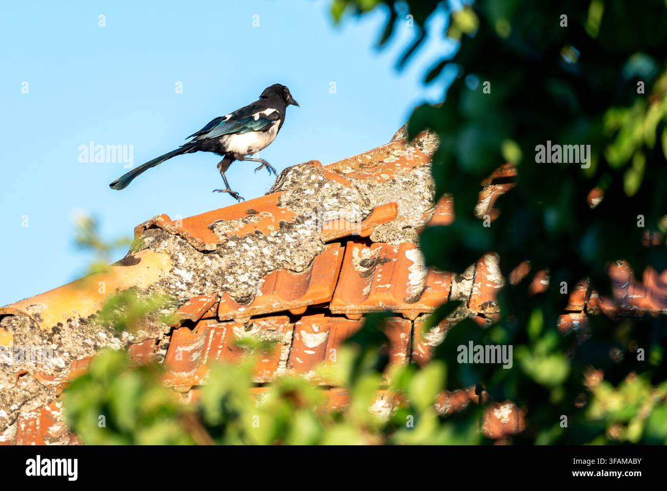 Mouette sur le vieux toit. Banque D'Images