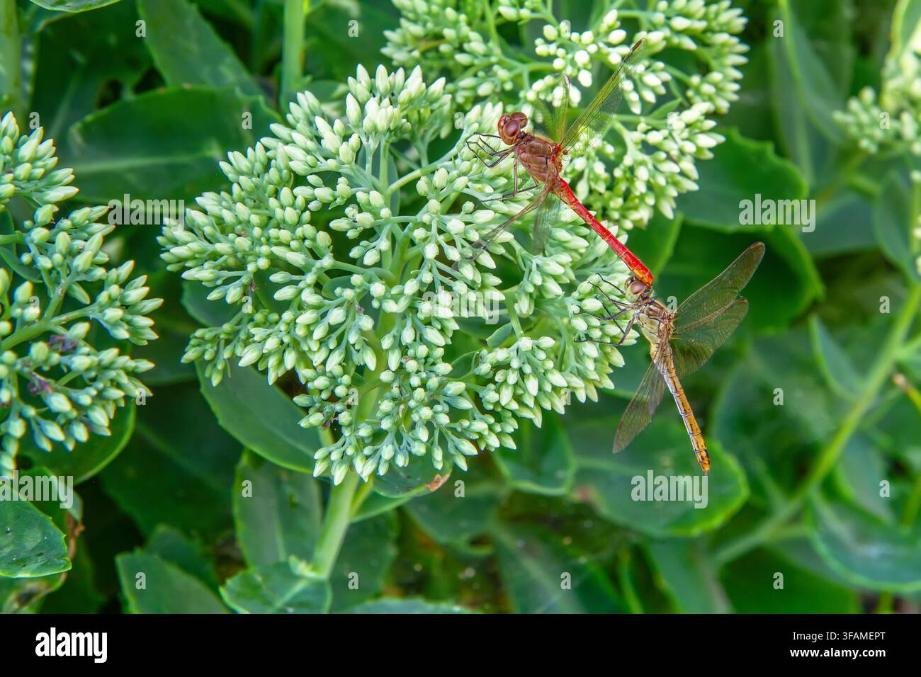 Deux libellules en train de s'accoupler sur une fleur de sedum verte. Photo macro des insectes dans la nature. Concept de biologie de la faune sauvage et de reproduction. Banque D'Images