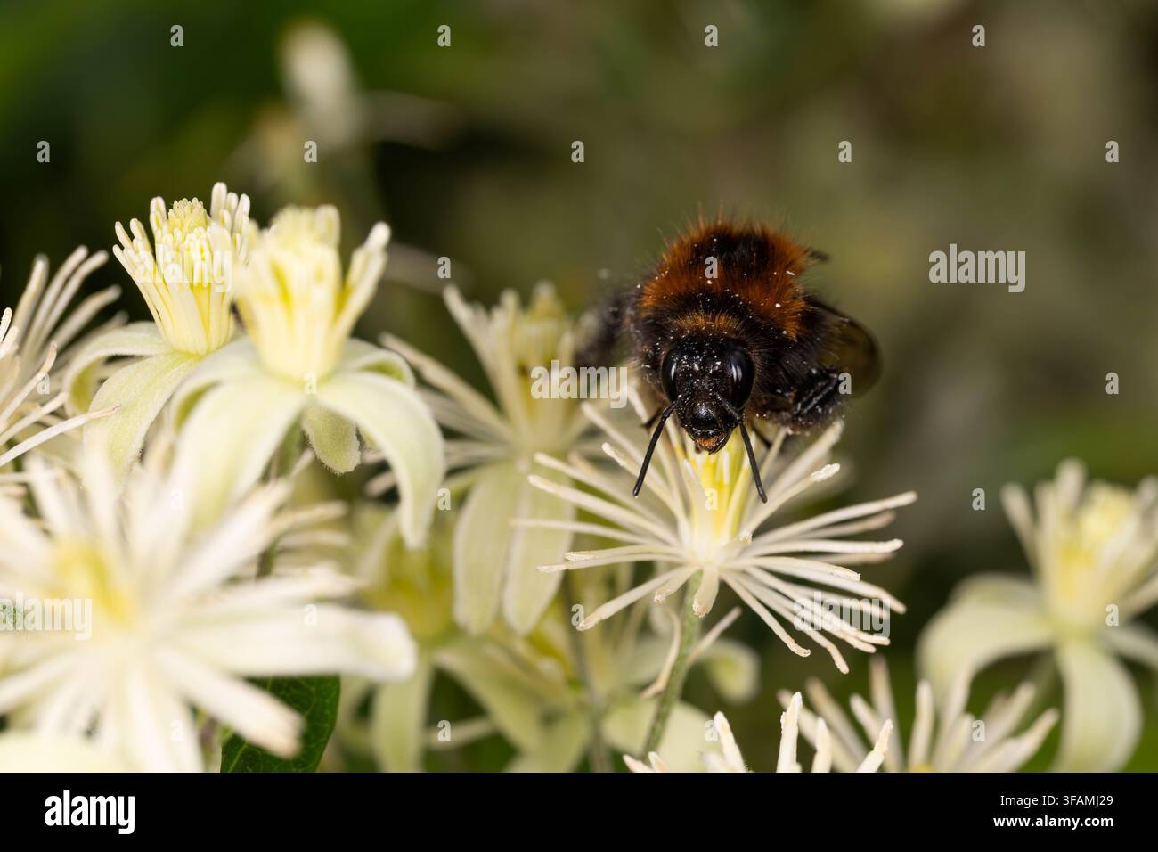 Close-up d'une bourdon arboricole se nourrissant d'une fleur de clématite blanche couverte de grains de pollen. Banque D'Images