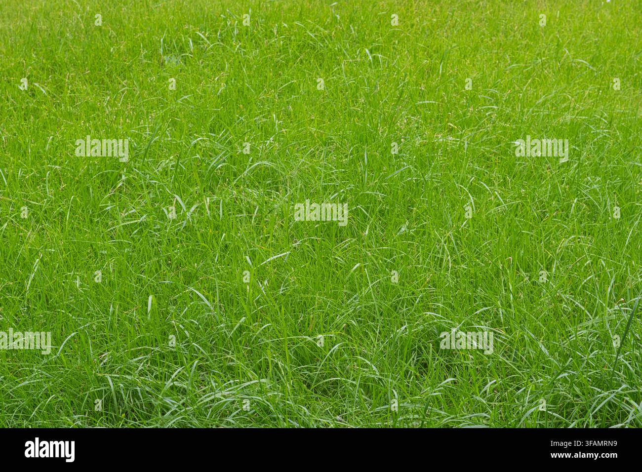 Pelouse de bleu du Texas dans un jardin de banlieue. Plante de couverture d’hiver populaire, également connue sous le nom de Poa de la sous-famille des Poaceae. Banque D'Images