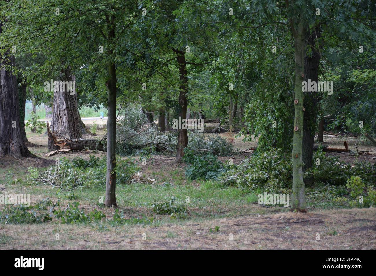 Forêt endommagée par une tempête avec des arbres tombés et des branches cassées à côté du Vieux Lac à Tata, Hongrie... Banque D'Images