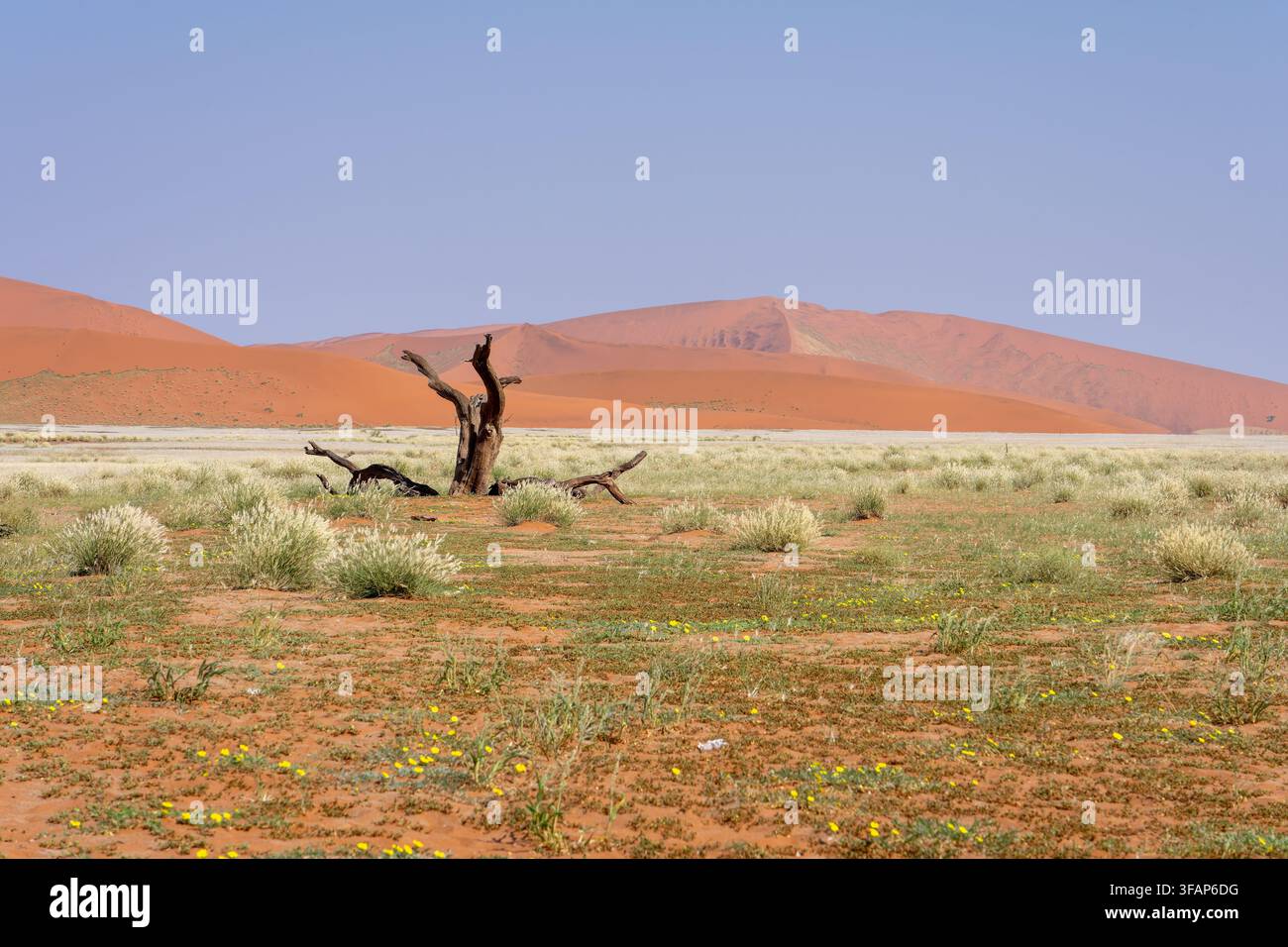 Arbre de bâton de chameau mort dans la plaine d'argile blanche de Deadvlei avec des dunes de sable rouges et un ciel bleu en Namibie Banque D'Images