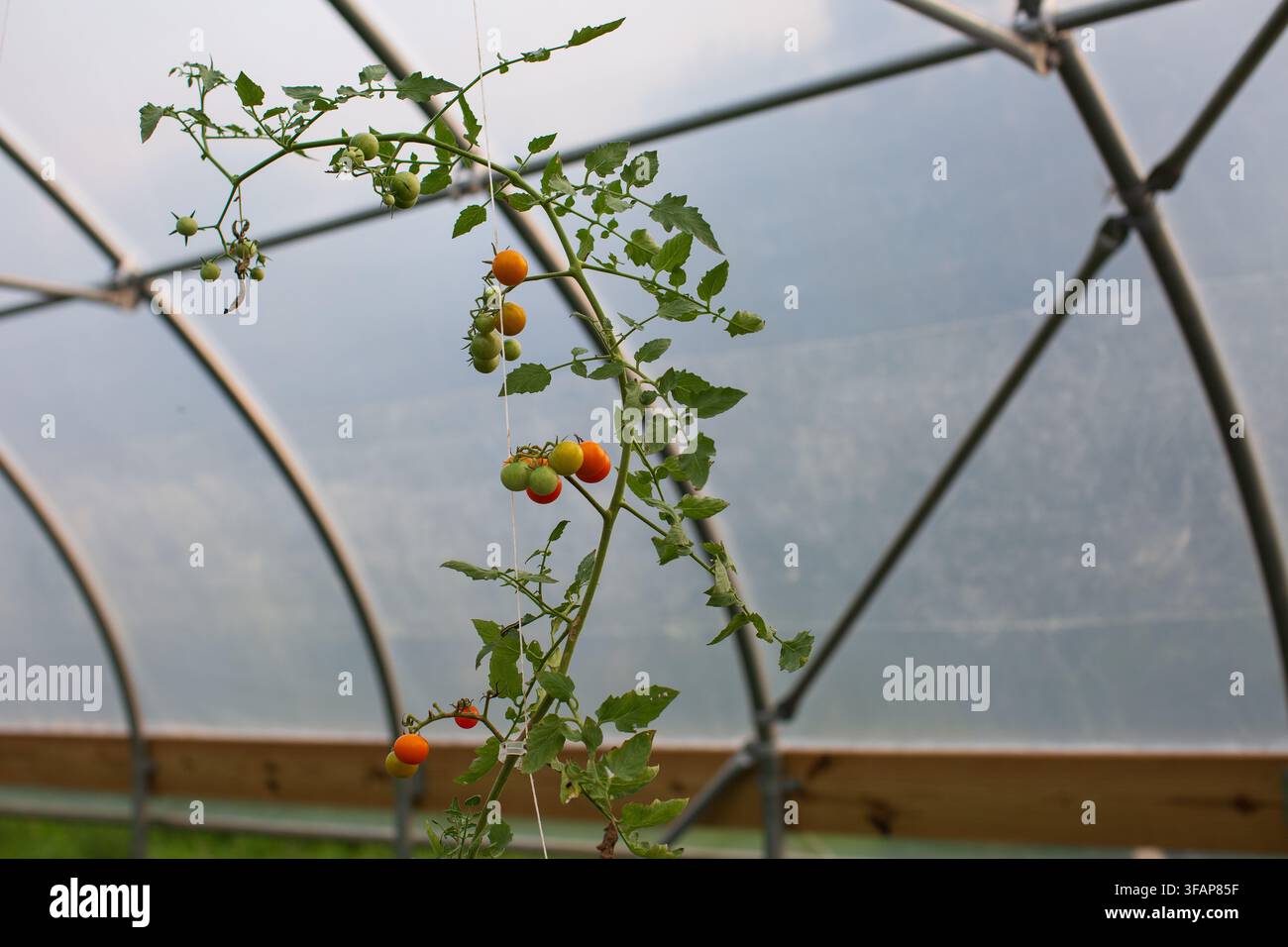 Tomates fraîches mûrissant dans une serre Banque D'Images
