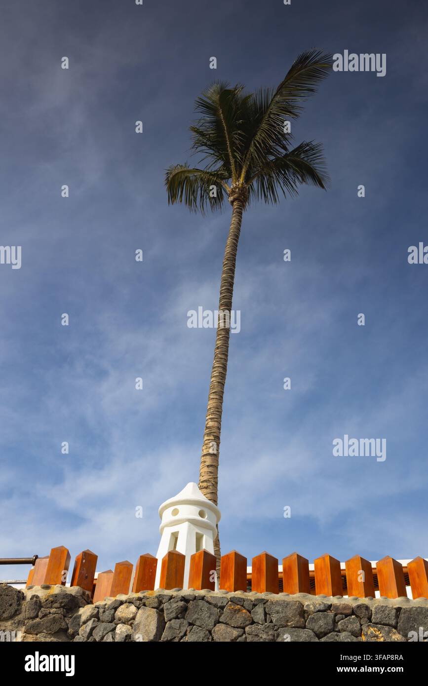 Palme solitaire sur la promenade à Yaiza, îles Canaries, spa Banque D'Images