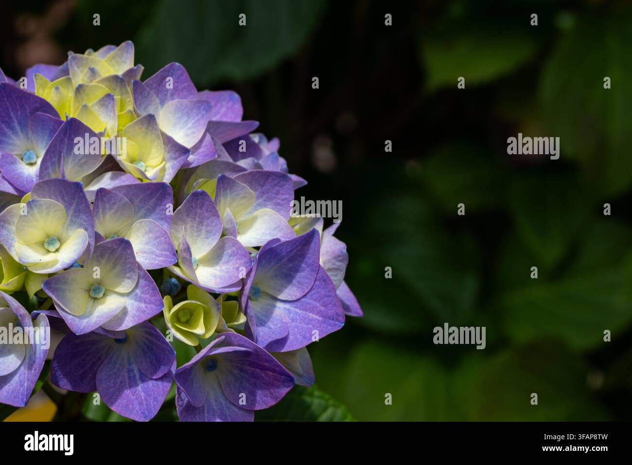 Fleurs d'hortensia violettes et jaunes éclatantes en gros plan Banque D'Images