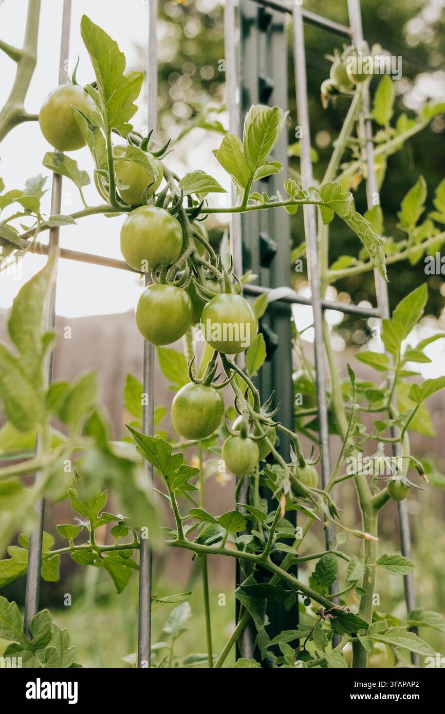 Tomates vertes immatures sur la vigne dans un jardin Banque D'Images