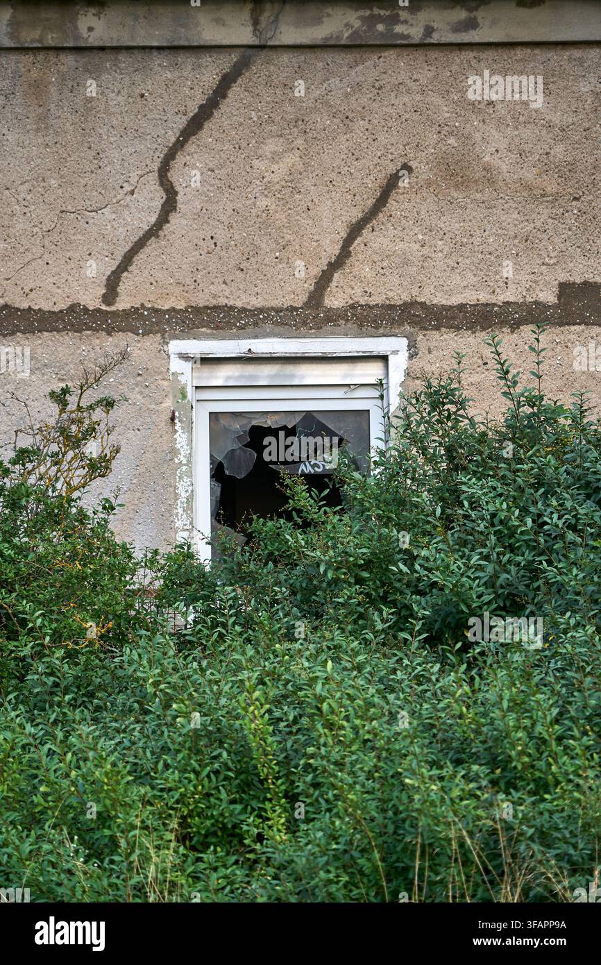Ligustre européen dense (Ligustrum vulgare) en août, comme la nature sauvage estivale reconquiert les façades effritées d'un bâtiment abandonné à Magdebourg, Saxe-Anhalt Banque D'Images
