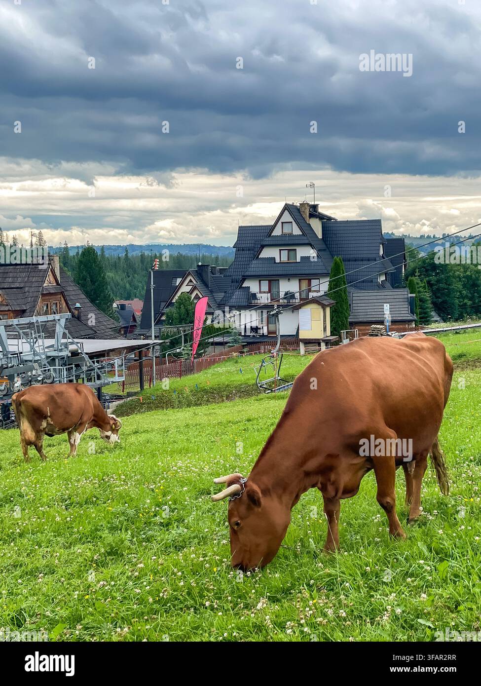Vaches brunes paissant dans un pré alpin verdoyant près d'une station de montagne sous un ciel dramatique Banque D'Images