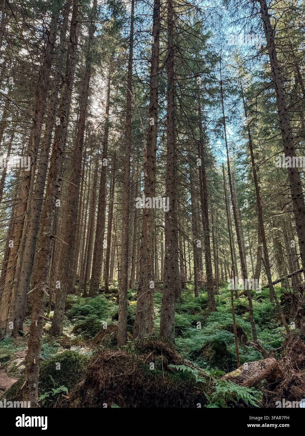 Vue en contre-plongée des grands pins dans une forêt dense à feuillage persistant, avec la lumière du soleil filtrant à travers la canopée Banque D'Images