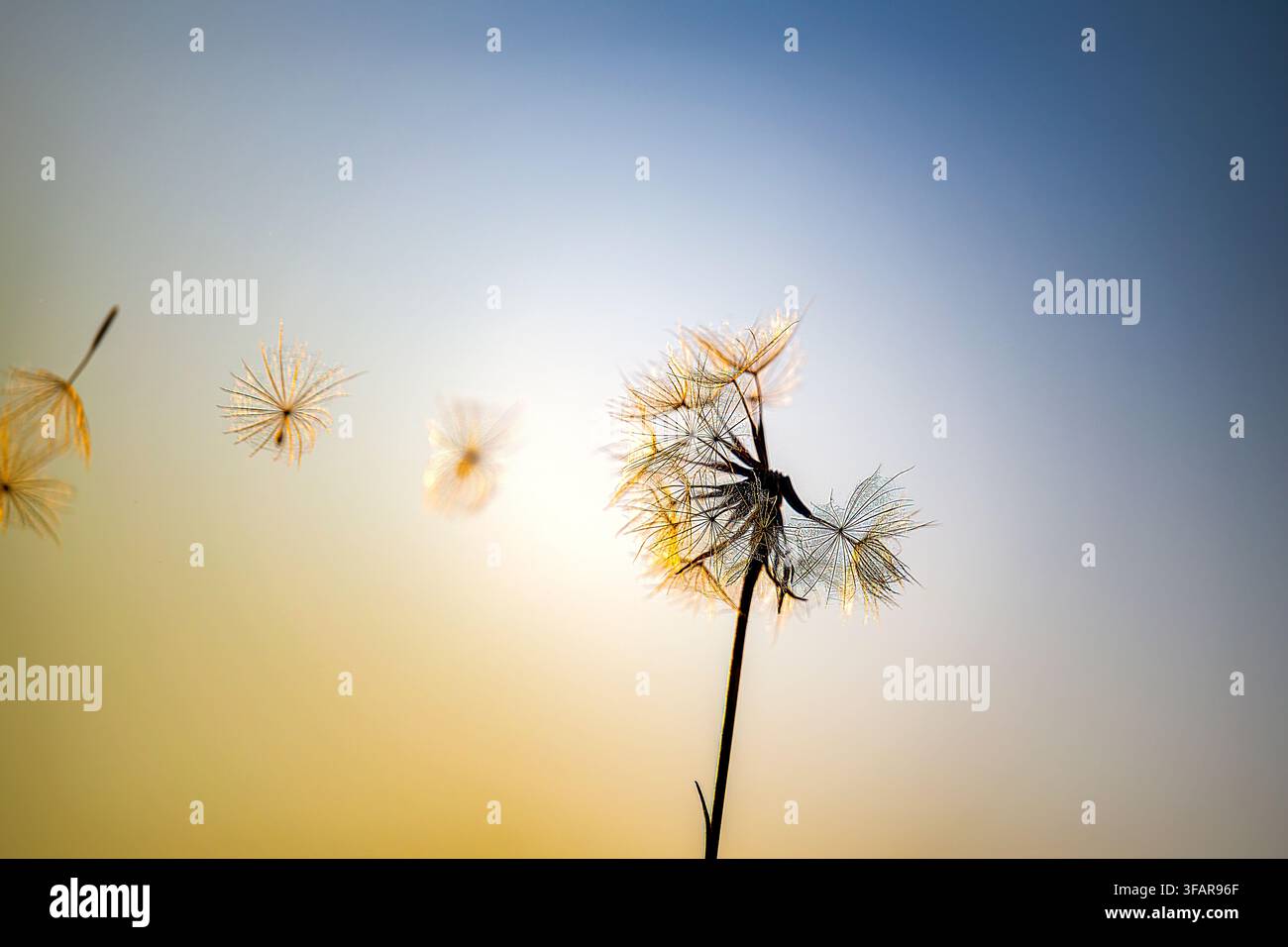 "Graines de pissenlit soufflées par le vent au coucher du soleil" Banque D'Images