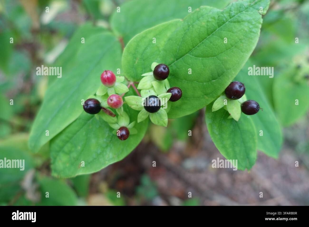 Close-up de petites baies noires et rouges à différents stades de maturation, entourées de feuilles vertes fraîches et d'une végétation naturelle légèrement flou Banque D'Images