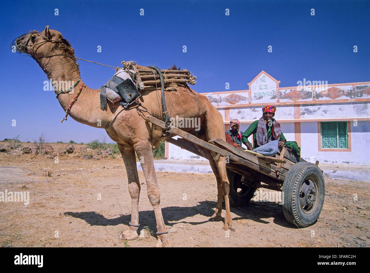 Hommes Rabari avec un chariot à chameau pendant la journée dans la région de Banni du district de Kutch Banque D'Images