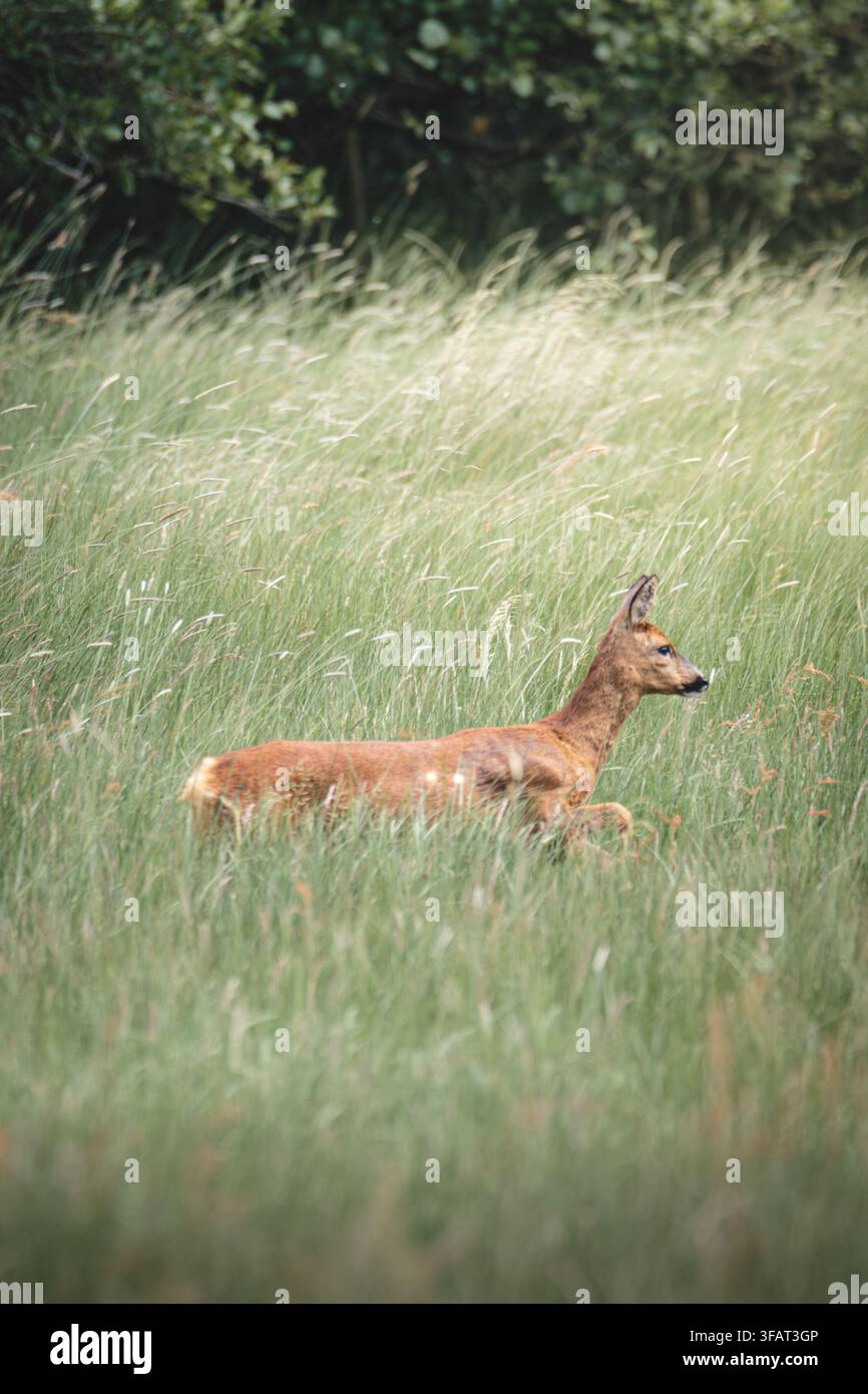 Cerf courant à travers les hautes herbes sauvages dans la campagne juste à l'extérieur du village de Hauxley dans le Northumberland rural Banque D'Images