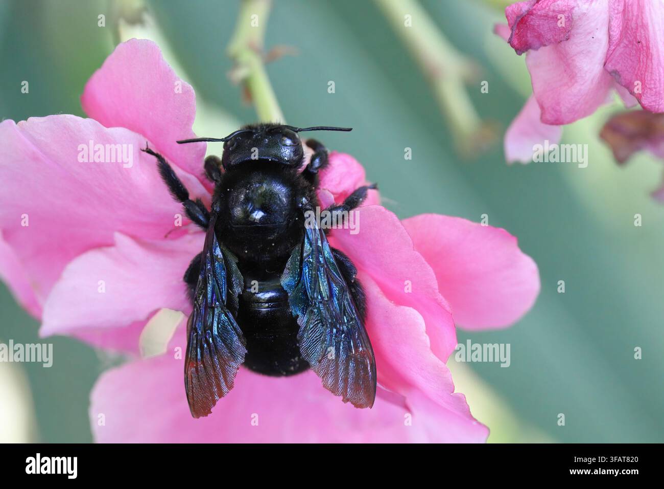 Abeille charpentière sur une fleur, Xylocopa violacea, espèce rare appelée l'abeille noire Banque D'Images